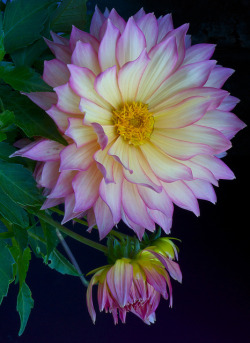 followthewestwind:  Dahlia by Scott Melville