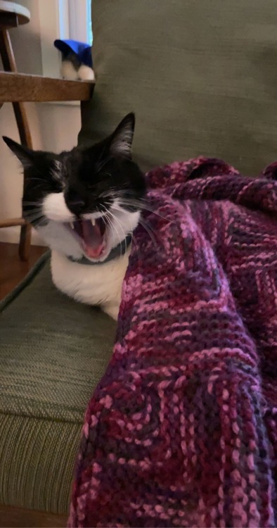 Knitted a blanket for my kitty. She has mixed feelings