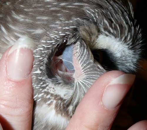 hauntergrave:camilaluvs:mjsloveslave:sixpenceee:You can see an owl’s eyeball through it’s ear. I COU