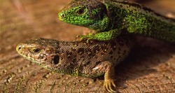 coolthingoftheday:  coolthingoftheday:  The New Mexico whiptail is a species of lizard with one extraordinary adaptation: every single one of them are female. In a complex process called parthenogenesis, females simulate the act of sex with one another,