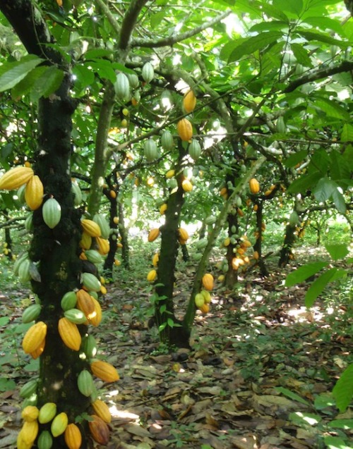 stressless-zone:cacao forest :)