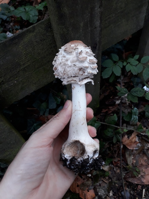 Barnet, London, UK, September 2018Shaggy parasol (Chlorophyllum rhacodes)I made myself late for work