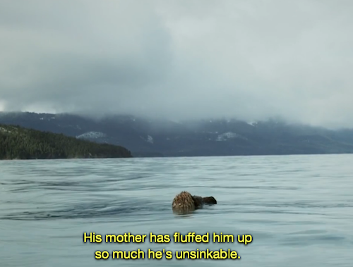 synnthamonsugar:mazzystardust:worst day ever Dropping the video here because the baby otter sounds a