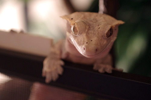 kittendrumstick:  Haven’t posted a gecko update in awhile, so here are some photos from yesterday when I was feeding them. Rosie basically spends all of her time climbing on her cage door until I open it and put food in there. Artemis still hates me,