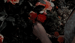 Ya Lit Meme: A Court Of Thorns And Roses By Sarah J. Maas