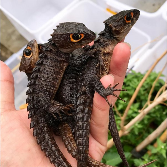 z-paladin: whereshadowsthrive:  Please google crocodile skinks I love them   Small and loving dragons with hoards of friends 