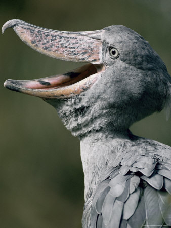 yowhosedogisthat:  Shoebills look very scary from the front  But from other angles… eeeeeeyyyy  eeeeyyyyyy  eeeeeyyyy  eeeeyyyyyy eeeeeyyyy eyyyyyyyy 