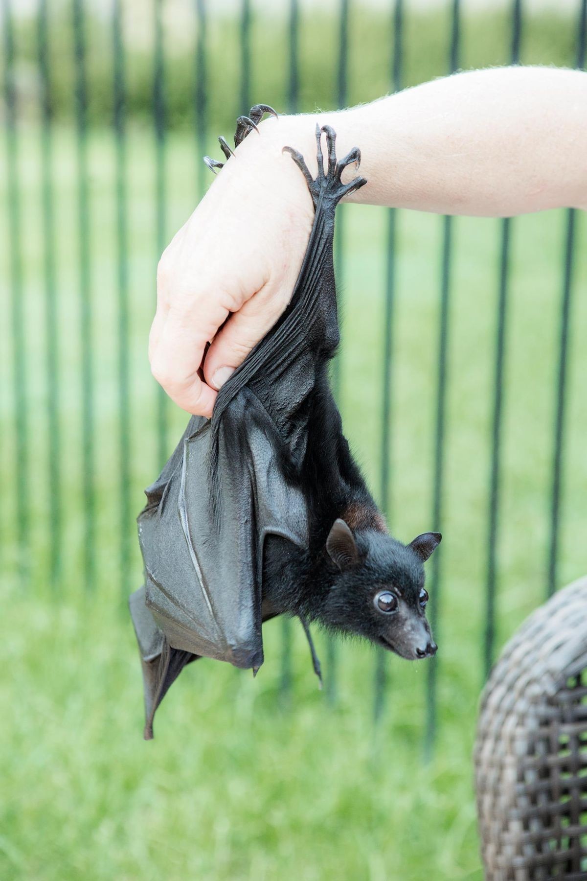underworld-priest: save-the-bats:  doctorwh000o: Blessing your day with some cute