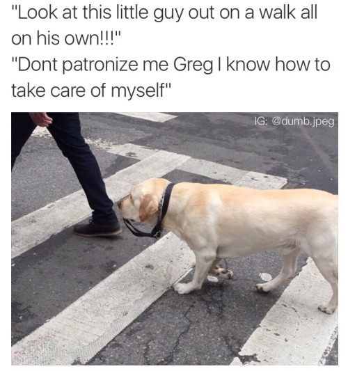 nick-avallone:I saw this dog walking himself through new york today and it made my life