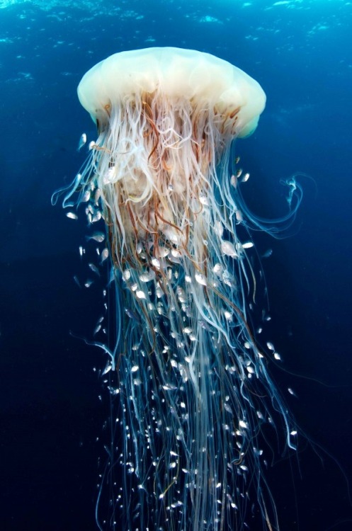 thelovelyseas: Underwater there is amazing life, like this jellyfish with dozens of silver little fi