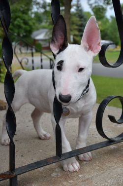 dogsandpupsdaily:  - Bull Terrier. Want more? Follow:http://dogsandpupsdaily.tumblr.com/