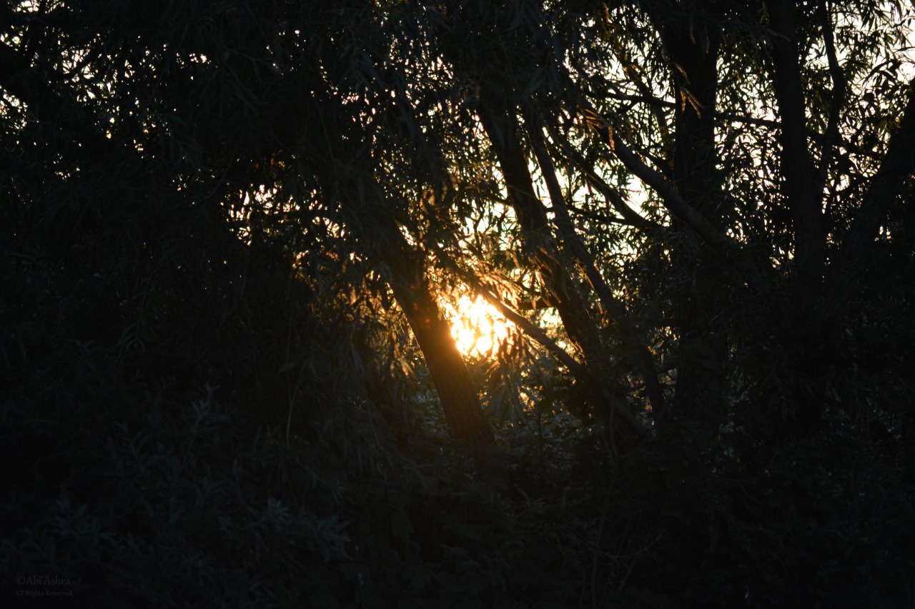 love-abia:  Forest Sunset by Abi Ashra (Tumblr)