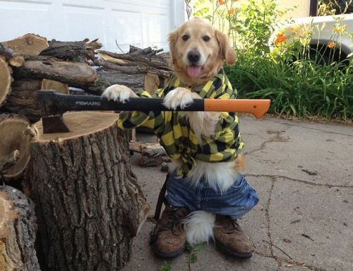 redesignrevolution: Bailey the Golden Retriever is the cutest dog on the Internet right now.
