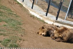 Bear-Pictures:  Nala Trying To Stop Her Friend Lena From Snoring At Bear Sanctuary