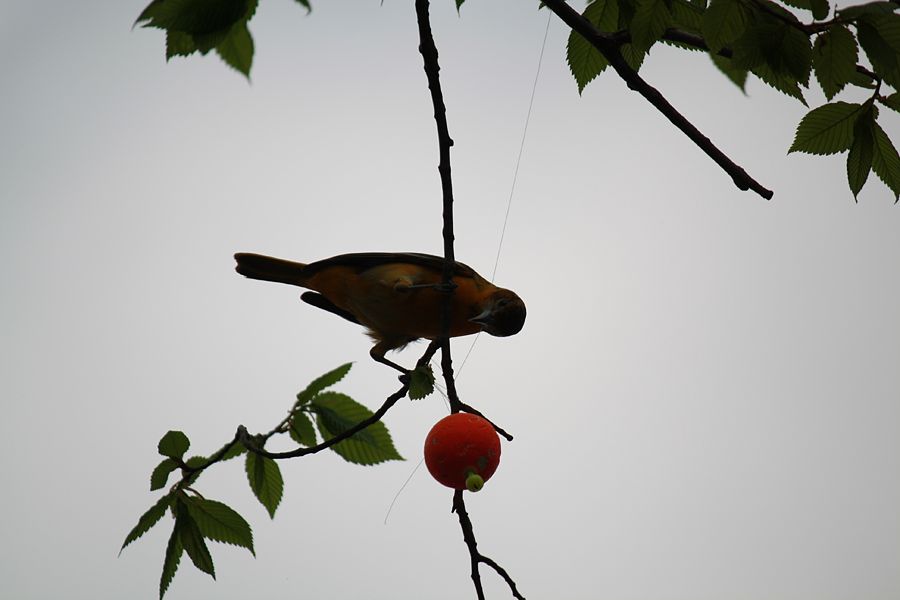 soundlessinsanity:  I just wanted to share some of my photos. c: