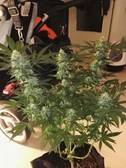 weedporndaily:  romkeeh:My Special Queen #1  is in week 6 flowering :-)  It&rsquo;s a Beauty!