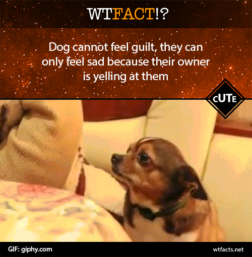 wtfacts:    Follow us, we really care about ithttp://tumblr.com/follow/wtfacts    
