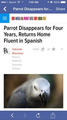 niggasandcomputers:  This parrot went to