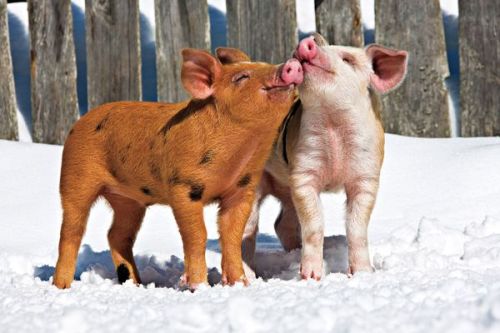 Pigs, which have been living side by side with humans for some 9,000 years, cooperate in social grou