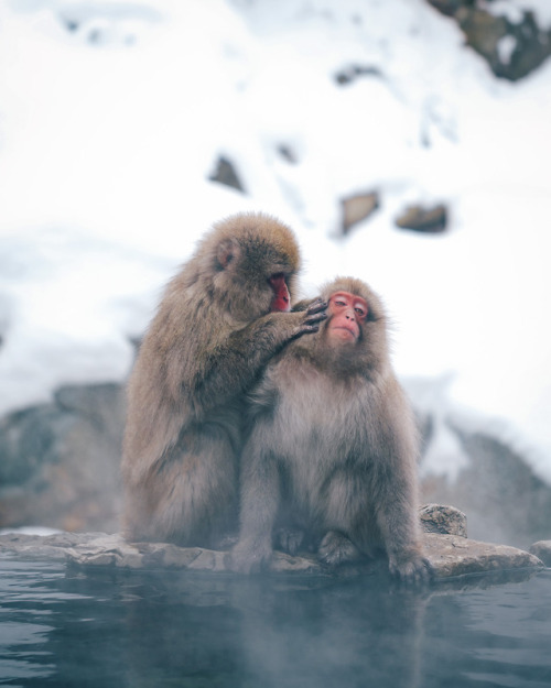 Porn takashiyasui:Snow monkey photos