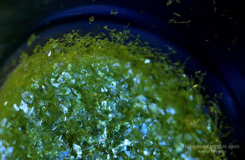 labphoto:  A freshly crystallized thermofluorescent compound. It’s a compound what