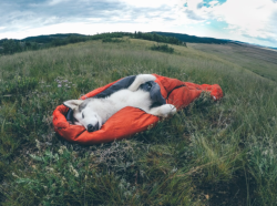 awwww-cute:  She loves camping and hiking (Source: http://ift.tt/2ztjUOy)