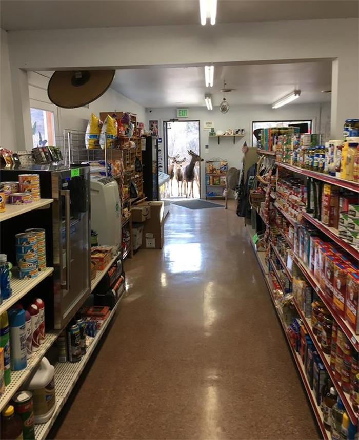 archiemcphee: On Surreal Sunday the deer go shopping. This gift shop at the Horsetooth