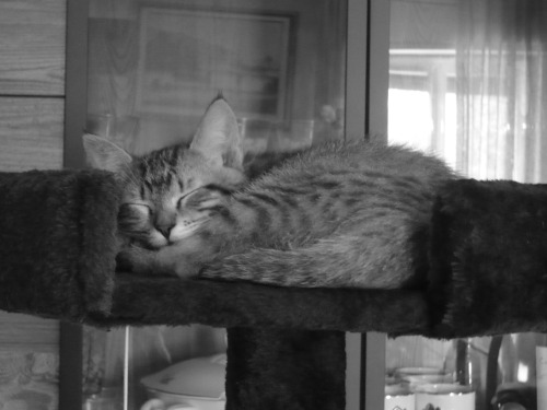 My Two Kittens - Curry And Cinnamon - Taking A Nap