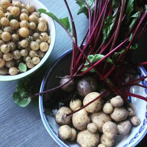 Love this colors! Just a little harvest from our garden today.#harvest #garden #gardenlove #potato