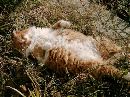 catsbeaversandducks:  Rubis The Great Siesta porn pictures