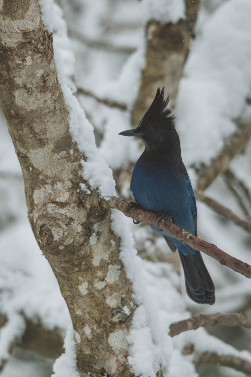 millivedder:Peanut the Steller’s Jay