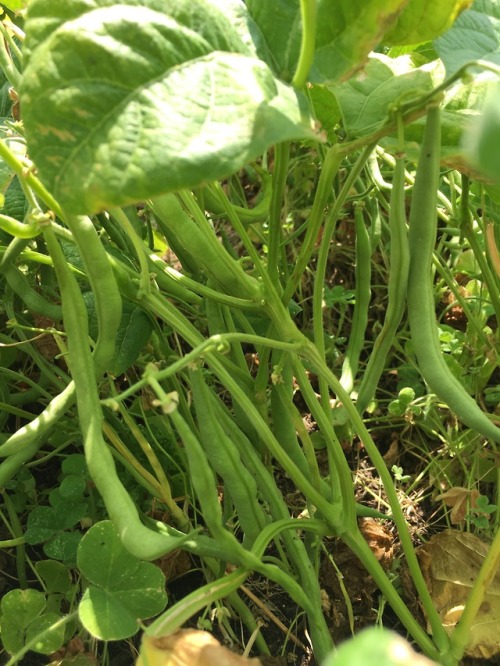 Harvesting some pole beans, chives, and some basil for the residents here at Georgia’s Place.