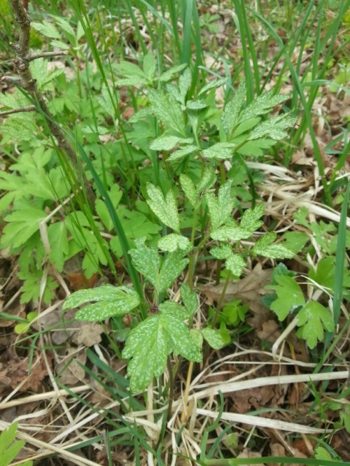 Anemone-Rosaceae rust fungus (Ochropsora ariae) on wood anemone (Anemone nemorosa). Aeciospores are 