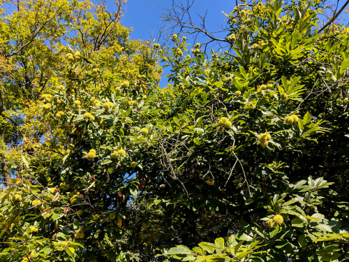 regnum-plantae: Castanea sativa, Fagaceae While I was in Italy during the past few days I went 