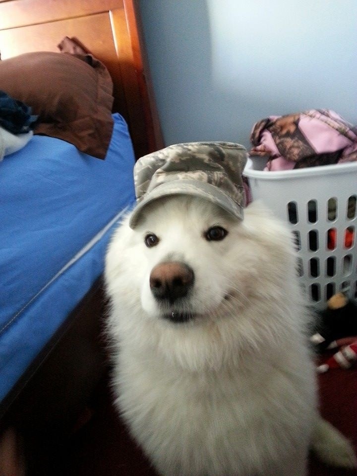awwww-cute:  Airman Dog, reporting