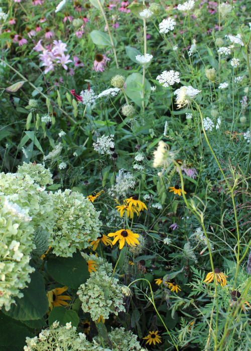 8.6.2014 Maybe weeding can wait &hellip; enjoying the lacey look the wandering Queen Anne&a