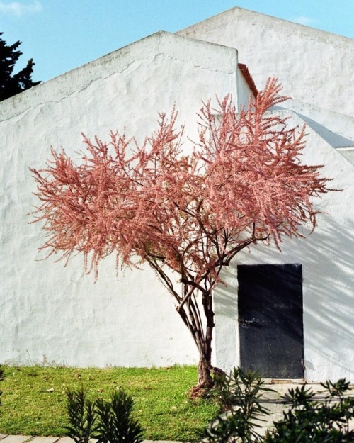 #vintage #portugal #filmsnotdead #colornegativefilm #kodak #colorful #bush #analog #oakland #grain #iso200