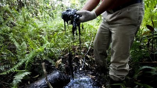 Using mushrooms to clean oil spills in the Amazon
Decades of oil exploration have contaminated soil and water in the Ecuadorian Amazon. Could mushrooms help clean them up?