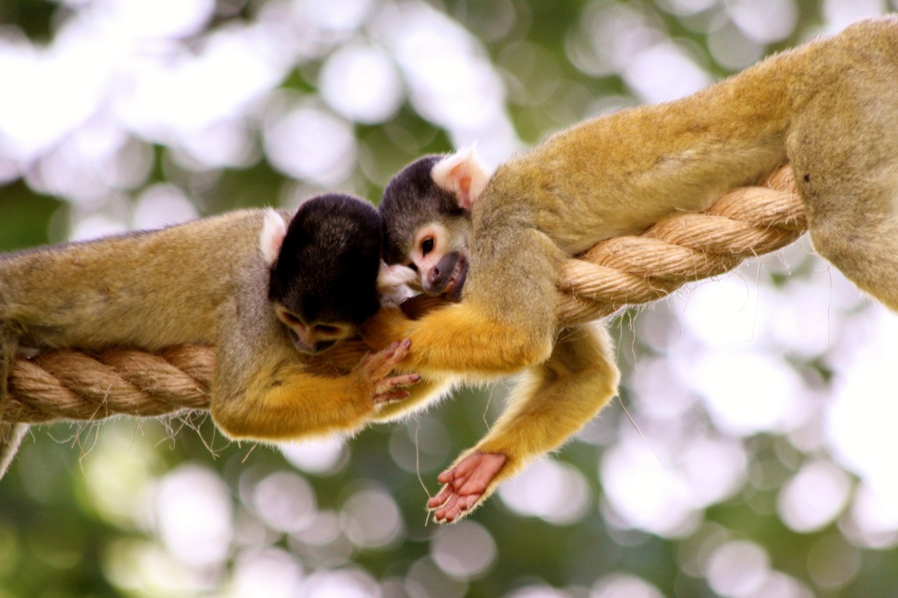 theanimalblog:  Brazilian Squirrel Monkeys taken by jimothygalloway