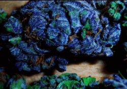 sensationelis:  Blue herb