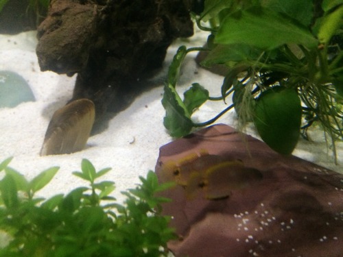 travisdukeman:Got a second peacock gudgeon today, i think the one I had before is a female (bigger y