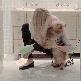 Taylor 02.20 (x) | Karlie 03.25 (x) Kaylor + Showing Us All How To Groom Both Cats And Dogs With The