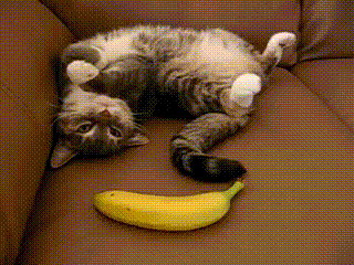 srsfunny:A banana? Who put that thing there?