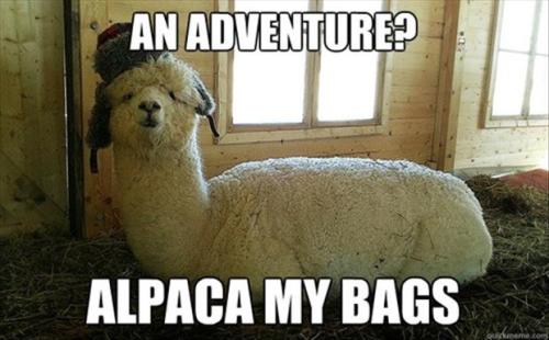 Alpaca my bags :)