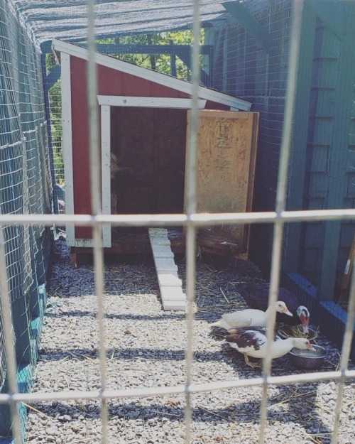 Happy moving day for the ducklings! Little feathered beasts just moved into their new duck run and c