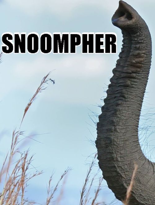 snoomphs, for World Elephant Day