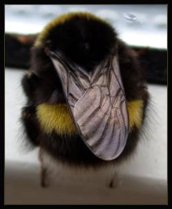 awwww-cute:  Anyone else like bumblebees?