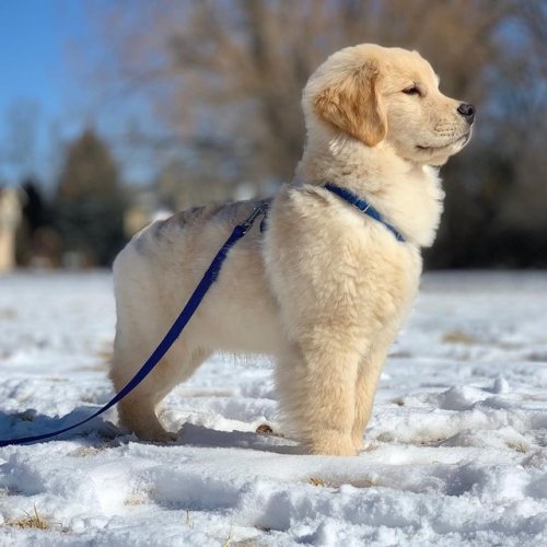 delightedobserverintraining:  💖🐺