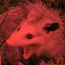 opossumkidd avatar
