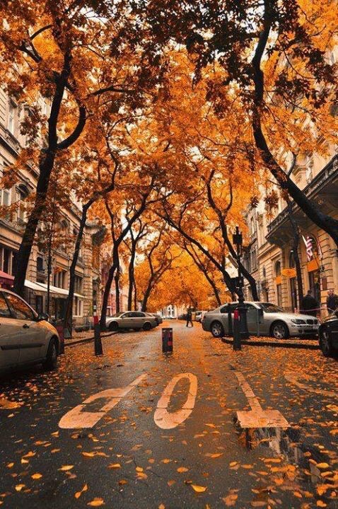 my-trainer-tiffany: Image via We Heart It weheartit.com/s/jP85oeGt #autumn #city #crisp #fall